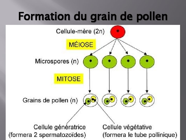 Formation du grain de pollen 