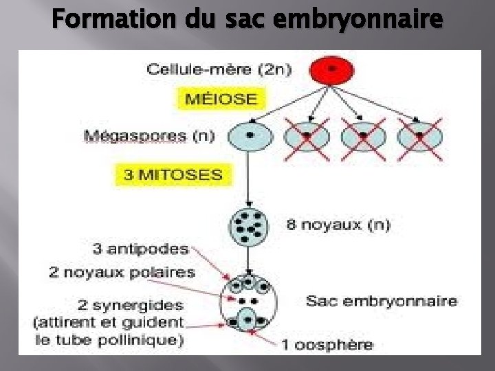 Formation du sac embryonnaire 