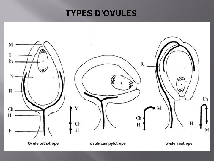 TYPES D’OVULES 