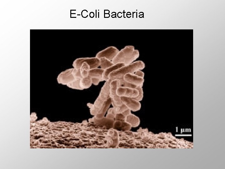E-Coli Bacteria 