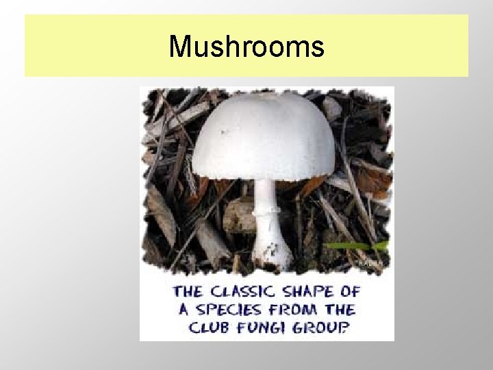 Mushrooms 