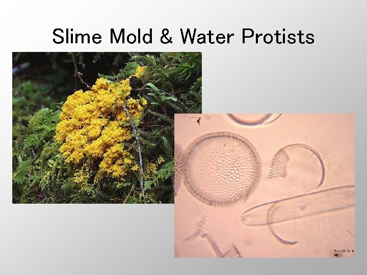Slime Mold & Water Protists 