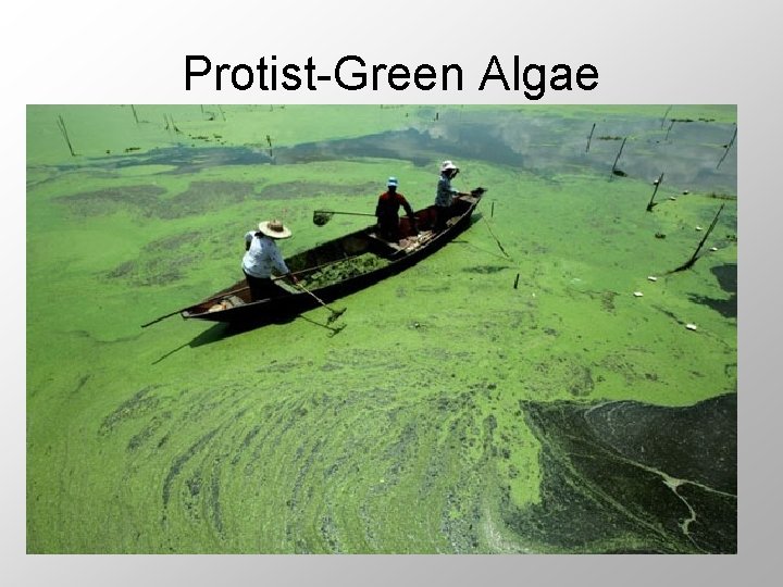 Protist-Green Algae 