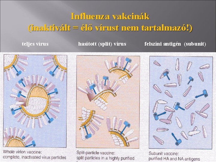 Influenza vakcinák (inaktivált = élő vírust nem tartalmazó!) teljes vírus hasított (split) vírus felszíni