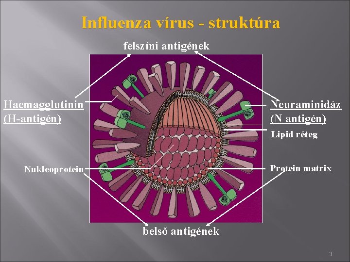 Influenza vírus - struktúra felszíni antigének Haemagglutinin (H-antigén) Neuraminidáz (N antigén) Lipid réteg Protein