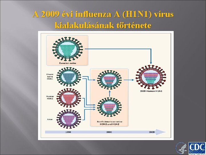 A 2009 évi influenza A (H 1 N 1) vírus kialakulásának története 9 