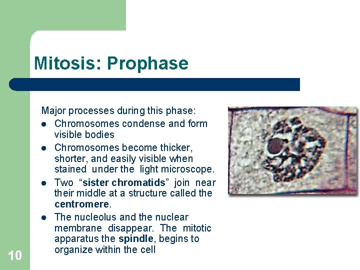 Mitosis: Prophase 10 Major processes during this phase: l Chromosomes condense and form visible