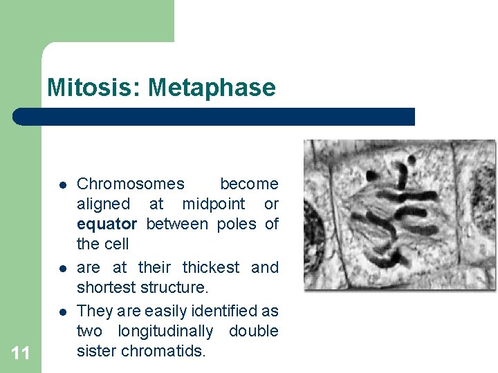 Mitosis: Metaphase l l l 11 Chromosomes become aligned at midpoint or equator between