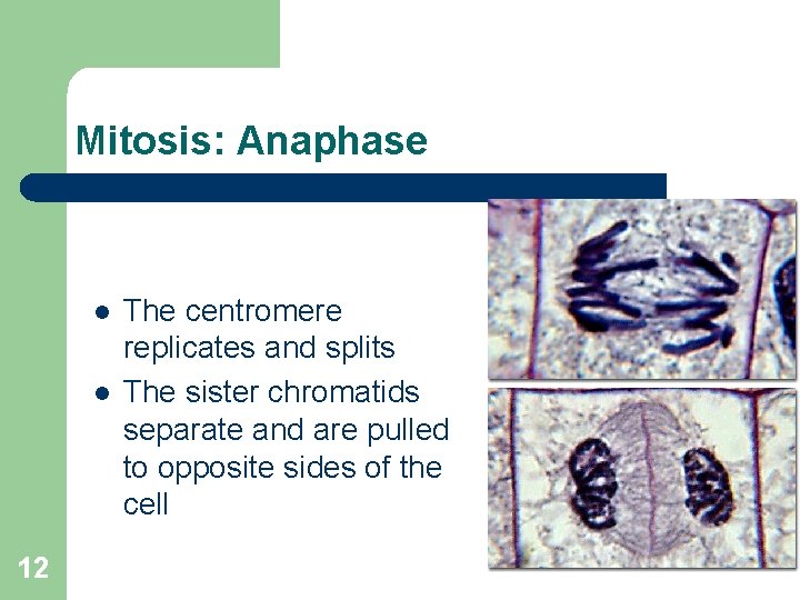 Mitosis: Anaphase l l 12 The centromere replicates and splits The sister chromatids separate