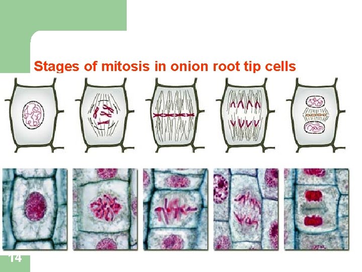Stages of mitosis in onion root tip cells 14 