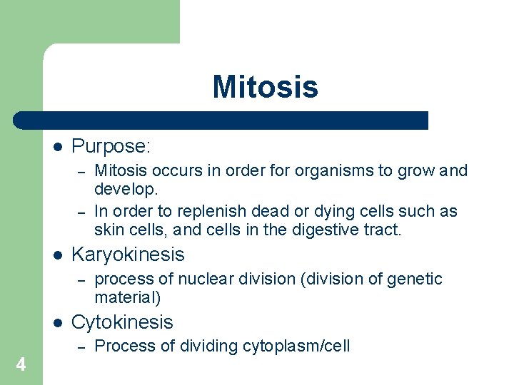Mitosis l Purpose: – – l Karyokinesis – l 4 Mitosis occurs in order