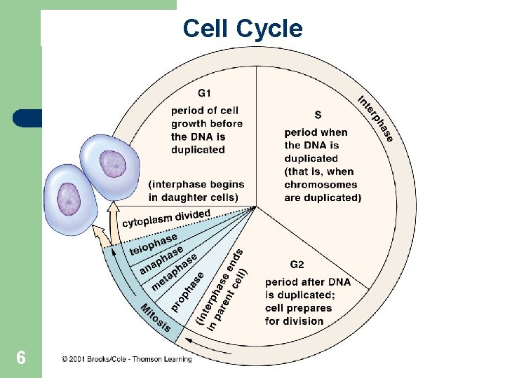 Cell Cycle 6 