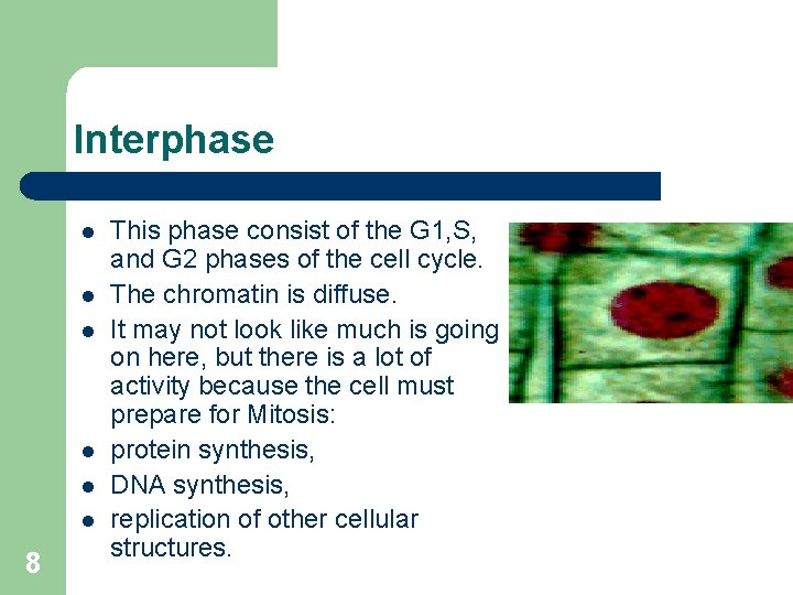 Interphase l l l 8 This phase consist of the G 1, S, and