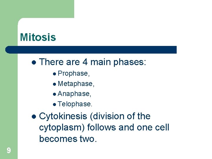 Mitosis l There are 4 main phases: l Prophase, l Metaphase, l Anaphase, l