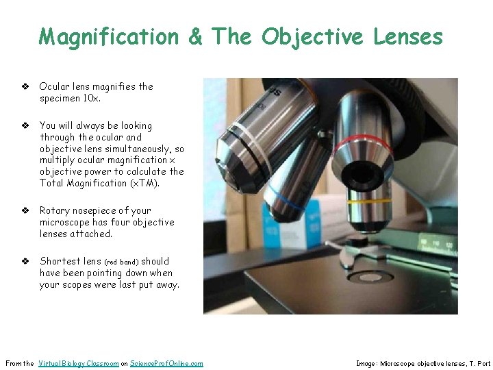 Magnification & The Objective Lenses v Ocular lens magnifies the specimen 10 x. v
