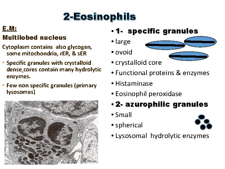 2 -Eosinophils E. M: Multilobed nucleus Cytoplasm contains also glycogen, some mitochondria, r. ER, 2 -Eosinophils E. M: Multilobed nucleus Cytoplasm contains also glycogen, some mitochondria, r. ER,