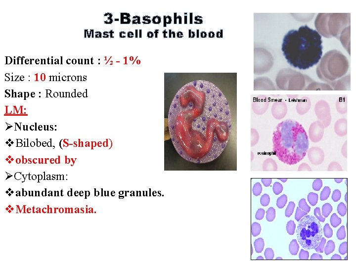 3 -Basophils Mast cell of the blood Differential count : ½ - 1% Size 3 -Basophils Mast cell of the blood Differential count : ½ - 1% Size