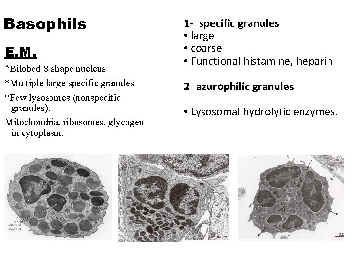 Basophils E. M. *Bilobed S shape nucleus *Multiple large specific granules *Few lysosomes (nonspecific Basophils E. M. *Bilobed S shape nucleus *Multiple large specific granules *Few lysosomes (nonspecific