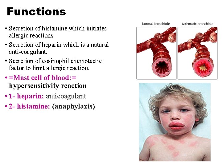 Functions • Secretion of histamine which initiates allergic reactions. • Secretion of heparin which Functions • Secretion of histamine which initiates allergic reactions. • Secretion of heparin which