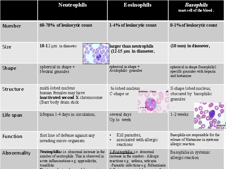 Neutrophils Eosinophils Basophils mast cell of the blood. Number 60 -70% of leukocytic count Neutrophils Eosinophils Basophils mast cell of the blood. Number 60 -70% of leukocytic count