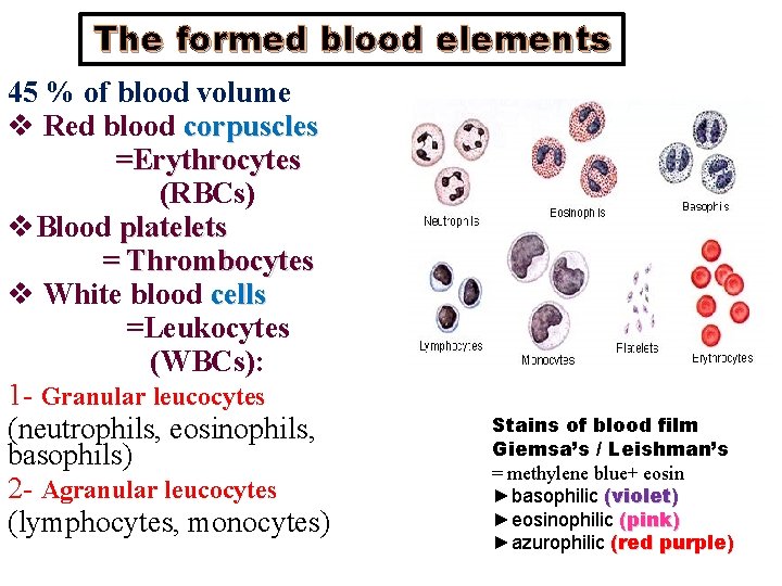 The formed blood elements 45 % of blood volume v Red blood corpuscles =Erythrocytes The formed blood elements 45 % of blood volume v Red blood corpuscles =Erythrocytes