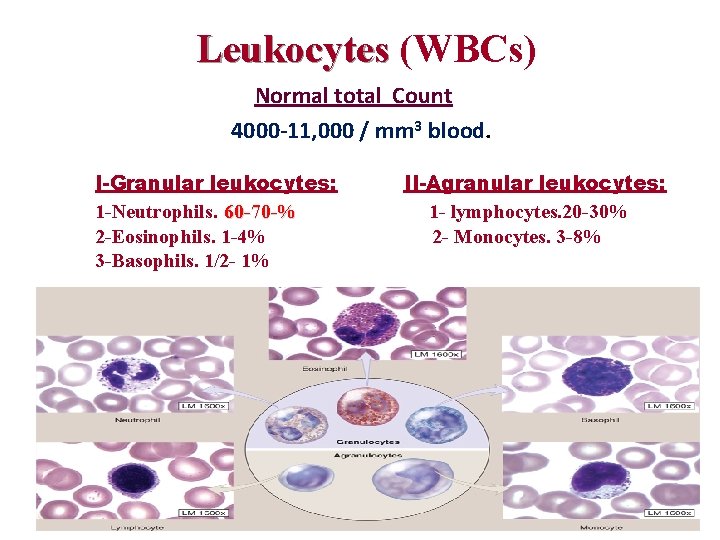 Leukocytes (WBCs) Normal total Count 4000 -11, 000 / mm 3 blood. I-Granular leukocytes: Leukocytes (WBCs) Normal total Count 4000 -11, 000 / mm 3 blood. I-Granular leukocytes: