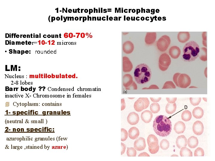 1 -Neutrophils= Microphage (polymorphnuclear leucocytes Differential count 60 -70% Diameter=10 -12 microns • Shape: 1 -Neutrophils= Microphage (polymorphnuclear leucocytes Differential count 60 -70% Diameter=10 -12 microns • Shape: