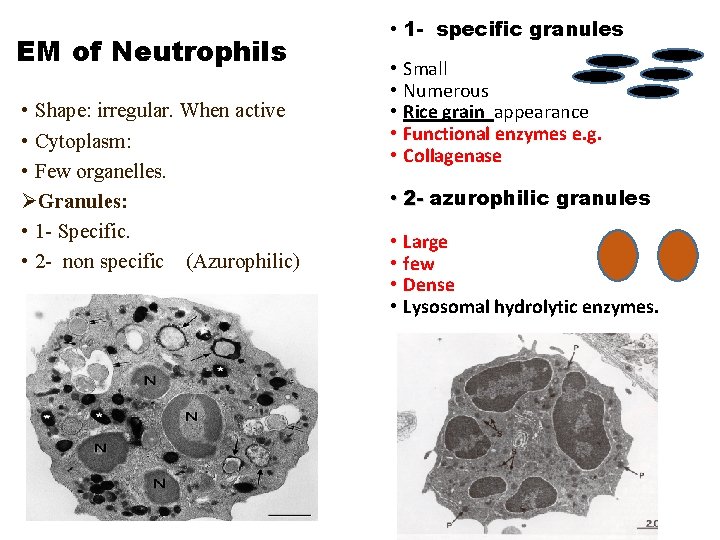 EM of Neutrophils • Shape: irregular. When active • Cytoplasm: • Few organelles. ØGranules: EM of Neutrophils • Shape: irregular. When active • Cytoplasm: • Few organelles. ØGranules: