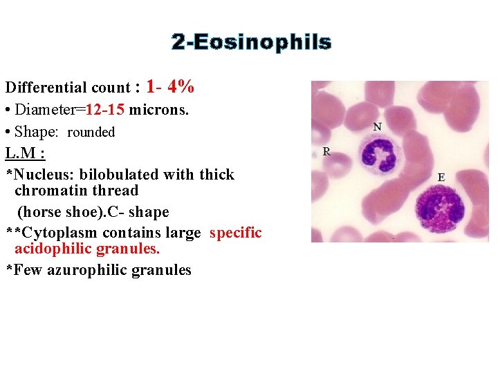 2 -Eosinophils Differential count : 1 - 4% • Diameter=12 -15 microns. • Shape: 2 -Eosinophils Differential count : 1 - 4% • Diameter=12 -15 microns. • Shape: