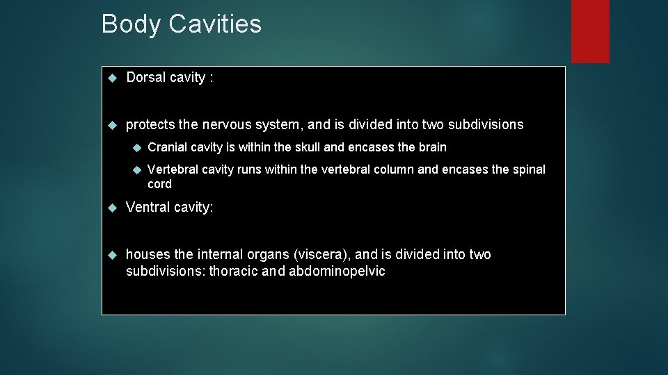 Body Cavities Dorsal cavity : protects the nervous system, and is divided into two
