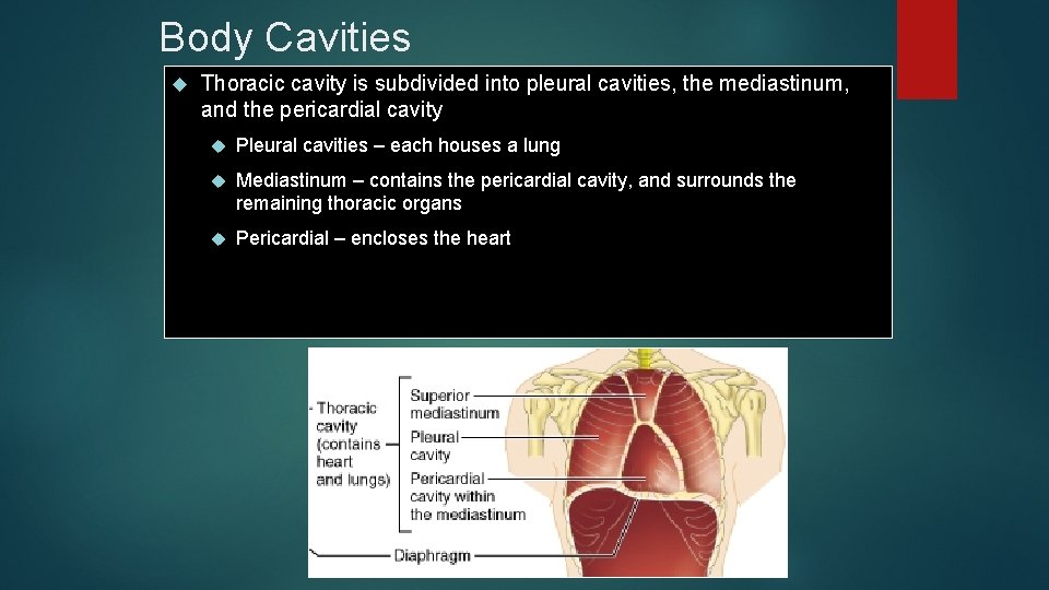 Body Cavities Thoracic cavity is subdivided into pleural cavities, the mediastinum, and the pericardial