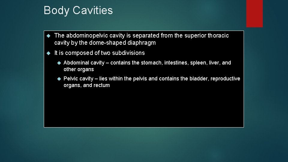 Body Cavities The abdominopelvic cavity is separated from the superior thoracic cavity by the