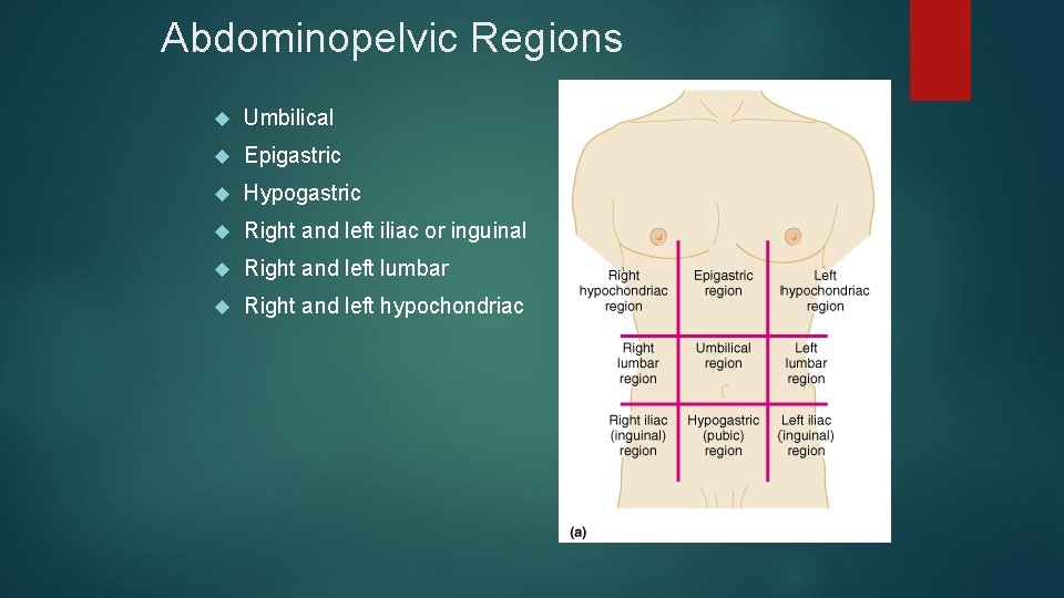 Abdominopelvic Regions Umbilical Epigastric Hypogastric Right and left iliac or inguinal Right and left