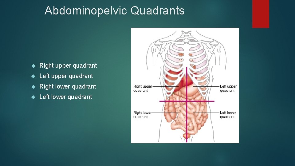 Abdominopelvic Quadrants Right upper quadrant Left upper quadrant Right lower quadrant Left lower quadrant