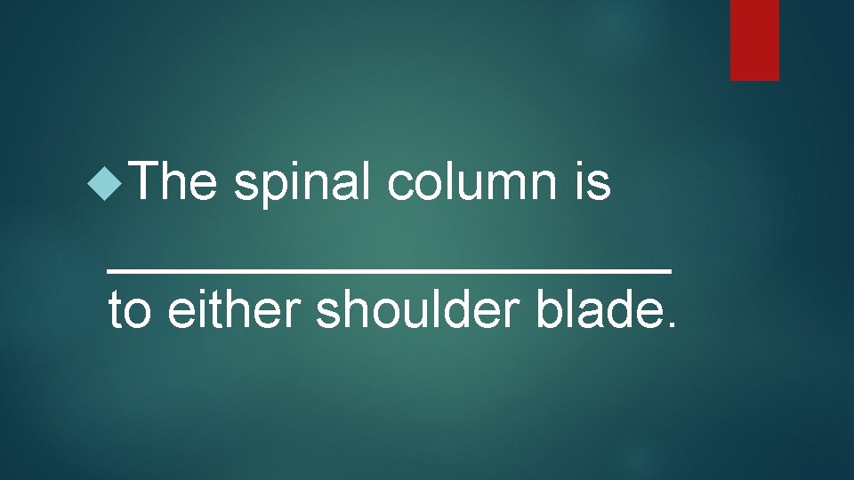  The spinal column is __________ to either shoulder blade. 