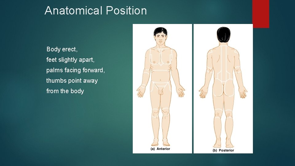 Anatomical Position Body erect, feet slightly apart, palms facing forward, thumbs point away from