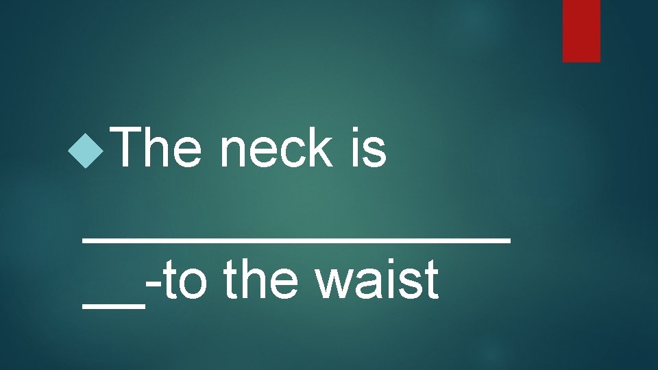  The neck is _______ __-to the waist 