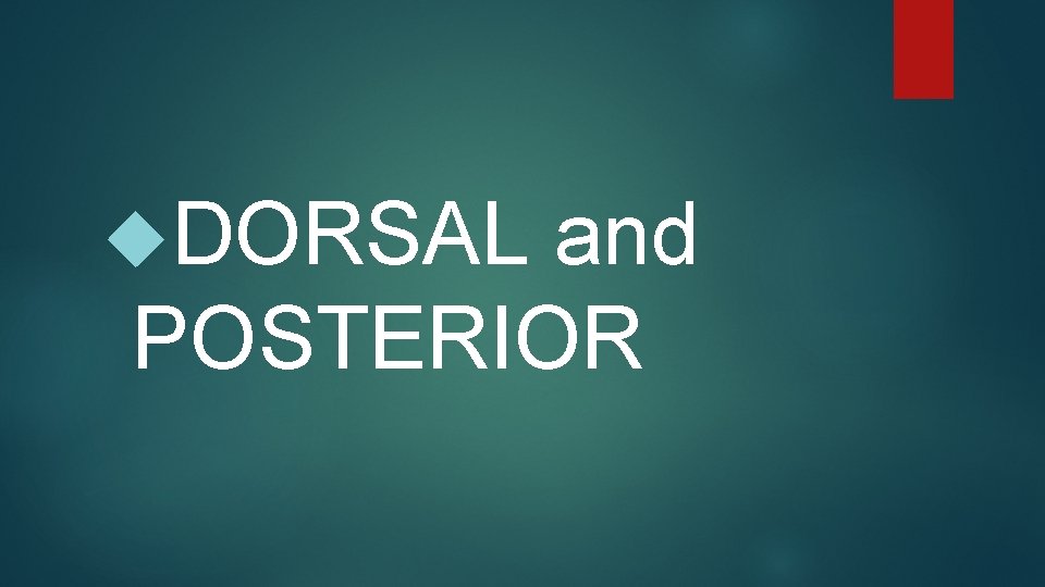  DORSAL and POSTERIOR 