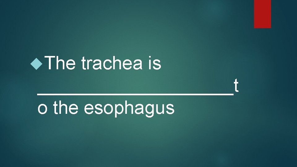  The trachea is __________t o the esophagus 