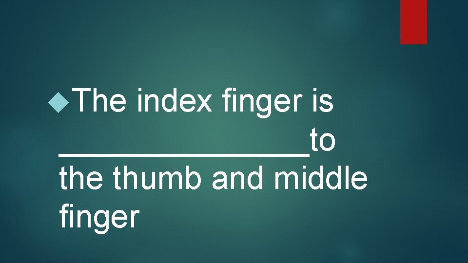  The index finger is _______to the thumb and middle finger 