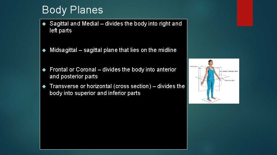 Body Planes Sagittal and Medial – divides the body into right and left parts