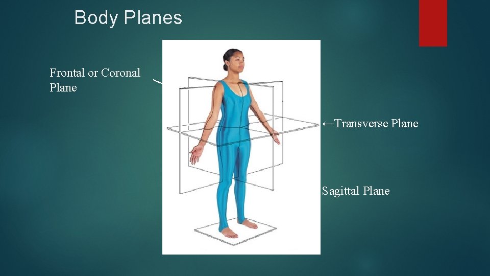 Body Planes Frontal or Coronal Plane ←Transverse Plane ← Sagittal Plane 