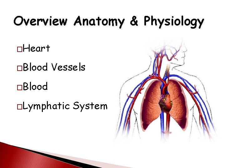 Overview Anatomy & Physiology �Heart �Blood Vessels �Blood �Lymphatic System 