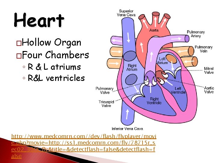 Heart �Hollow Organ �Four Chambers ◦ R & L atriums ◦ R&L ventricles http: