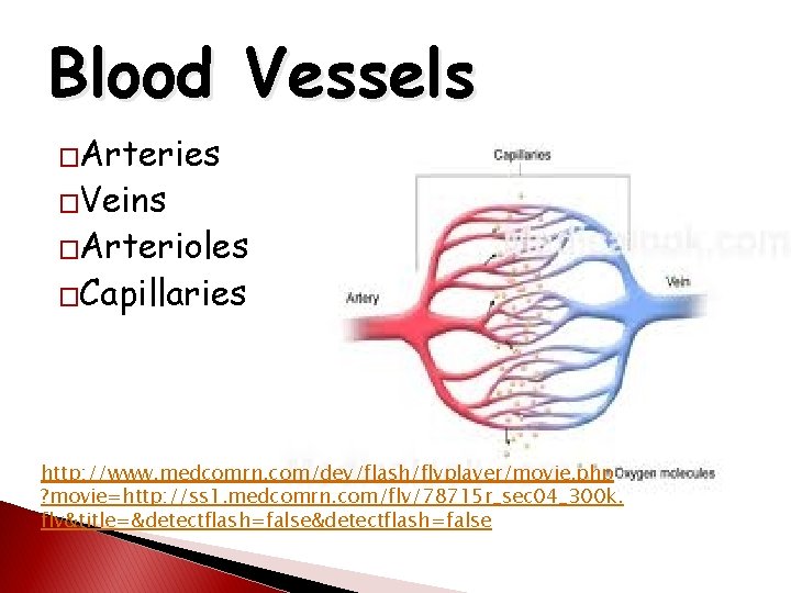 Blood Vessels �Arteries �Veins �Arterioles �Capillaries http: //www. medcomrn. com/dev/flash/flvplayer/movie. php ? movie=http: //ss