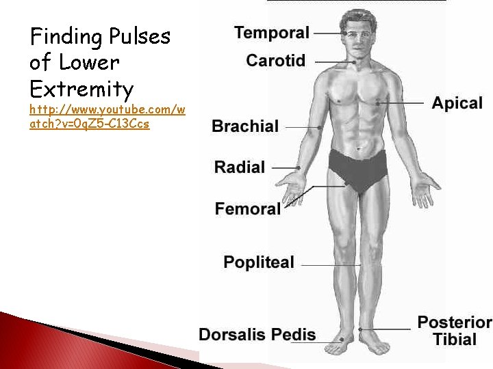 Finding Pulses of Lower Extremity http: //www. youtube. com/w atch? v=0 q. Z 5