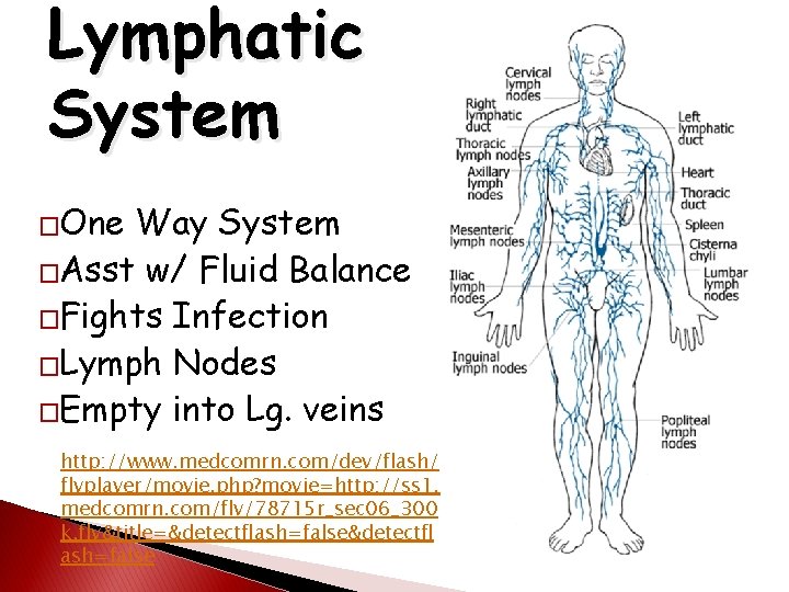 Lymphatic System �One Way System �Asst w/ Fluid Balance �Fights Infection �Lymph Nodes �Empty
