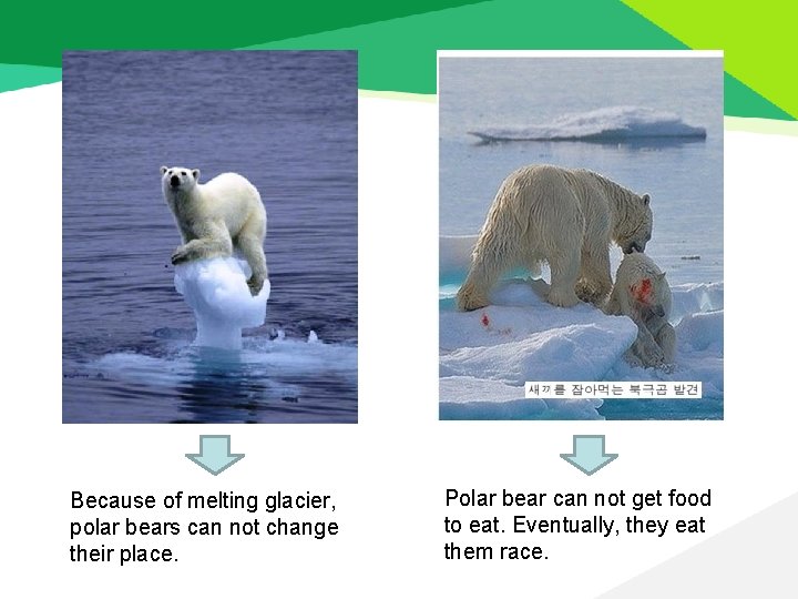 Because of melting glacier, polar bears can not change their place. Polar bear can
