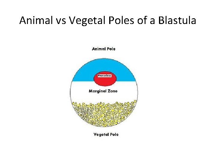 Animal vs Vegetal Poles of a Blastula 