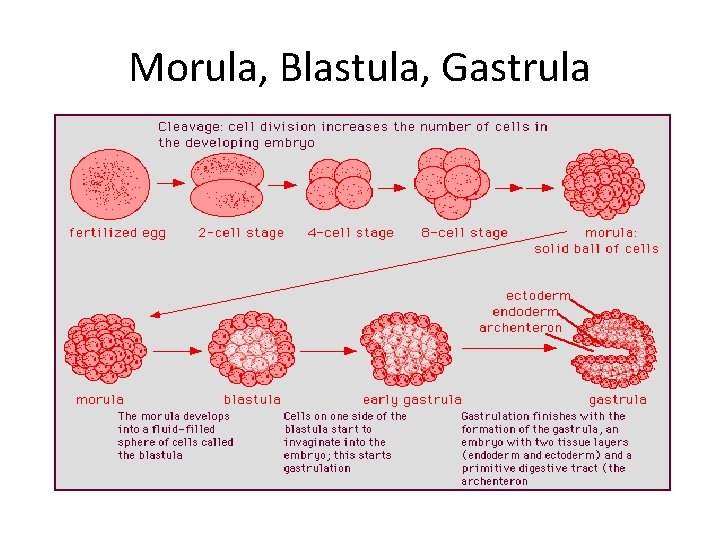 Morula, Blastula, Gastrula 